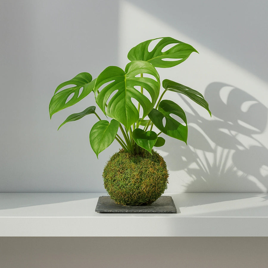 Kokedama Monstera Deliciosa