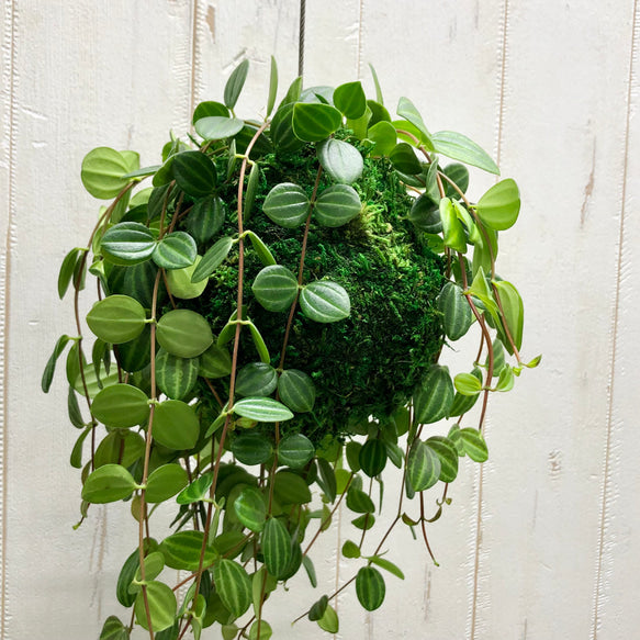 Kokedama Peperomia Angulata