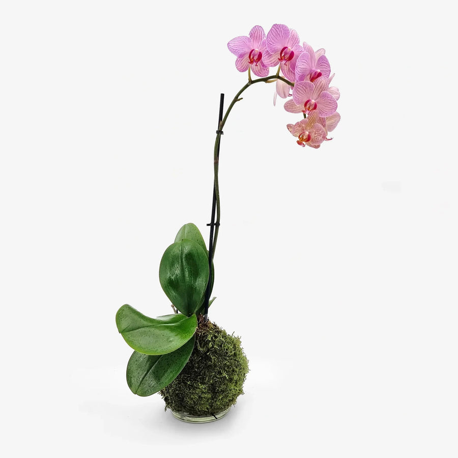 Kokedama Phalaenopsis