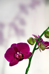 Pink Phalaenopsis orchid flower detail on a white background; flower reference only, not the finished moss-ball kokedama. Photo: Patrick Nizan / Pexels.