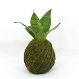 Small Sansevieria in a round green kokedama moss ball, representative cultivar. Plants naturally vary in size and leaf shape.