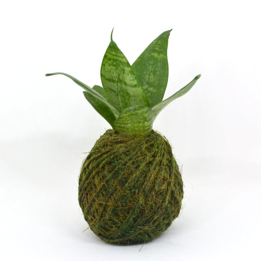 Kokedama Sansevieria