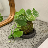 Scindapsus pictus with silver-variegated green leaves in moss-ball kokedama; representative cultivar. Image is illustrative; exact form and dimensions vary.
