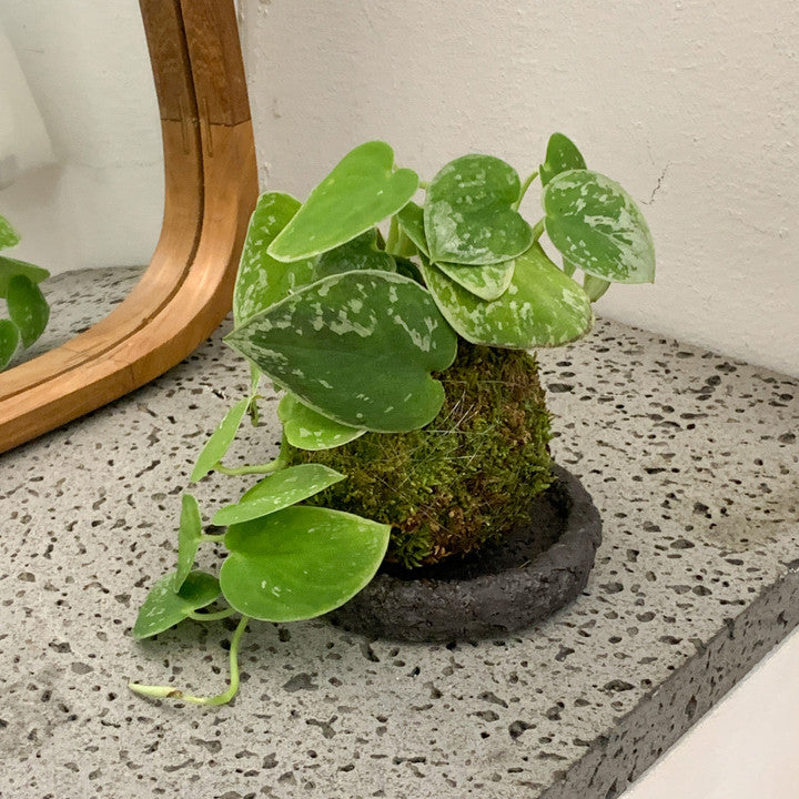 Kokedama Scindapsus