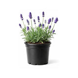 Potted lavender with purple flower spikes, representative of the 16.5 cm pot; hanging basket variant differs. Image is illustrative; exact form and dimensions vary.