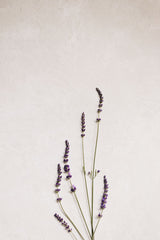 Lavender flowering sprigs on a white backdrop; botanical detail only, not the 16.5 cm nursery plant or hanging basket. Photo: Lisett Kruusimäe / Pexels.