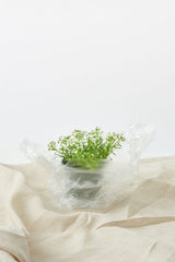 Potted flowering plant in transparent transport wrapping against white; carrying/packaging use-case reference only, NOT the actual Luma florist carry bag. Photo: DS stories / Pexels.