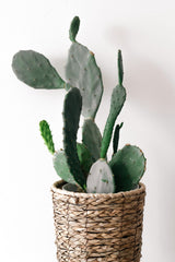 Woven planter with greenery against a pale backdrop; generic basket-style reference, not the actual Mia Mélange hanging model. Photo: Zehra Yılmaz / Pexels.