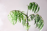 Green fern foliage against a white wall; fern-texture reference only, not the exact Crocodyllus cultivar or its 14 cm grower pot. Photo: Markus Winkler / Pexels.
