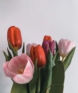 Mixed pink and red tulips on a clean white background. Florist reference, not the exact stem-count bouquet or Luma wrapping. Photo: Anca / Pexels.