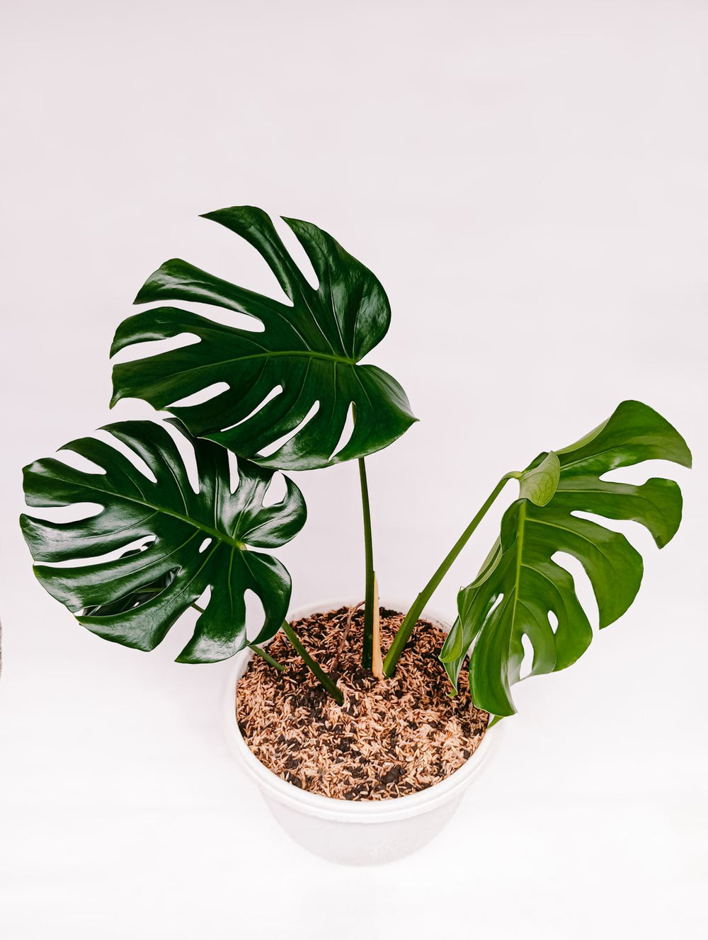 Monstera Deliciosa