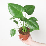 Juvenile Monstera deliciosa foliage close-up, 12 cm illustrative nursery pot only; size variant must be selected separately.