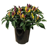 Ornamental Capsicum in nursery pot with multicoloured peppers; fruit colours vary by batch. Representative product photograph; selected size and colour may differ.