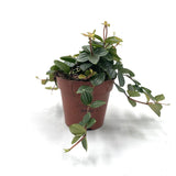 Included item 3 of 3: Peperomia Angulata. Shown separately; purchase includes all stated plants, not only the pictured item.