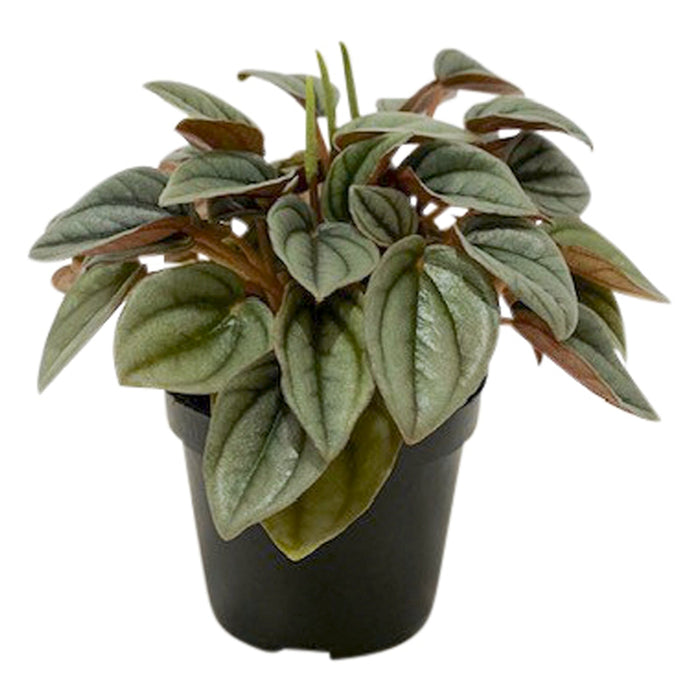 Peperomia Napoli Nights
