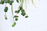 Green trailing Peperomia leaves against a white wall; genus-level trailing foliage reference, NOT the exact patterned String of Turtles cultivar or pot. Photo: Skylar Kang / Pexels.