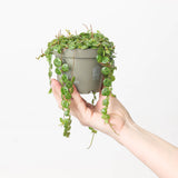 Included item 3 of 3: Peperomia Prostrata. Shown separately; purchase includes all stated plants, not only the pictured item.