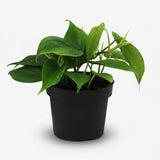 Philodendron scandens heartleaf with plain green trailing leaves in black nursery pot, representative of the 14 cm size. Image is illustrative; exact form and dimensions vary.