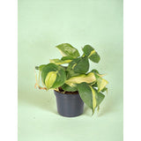 Philodendron scandens Mica/Brasil with green leaves and yellow-lime marbling, representative foliage in black nursery pot. Image is illustrative; exact form and dimensions vary.