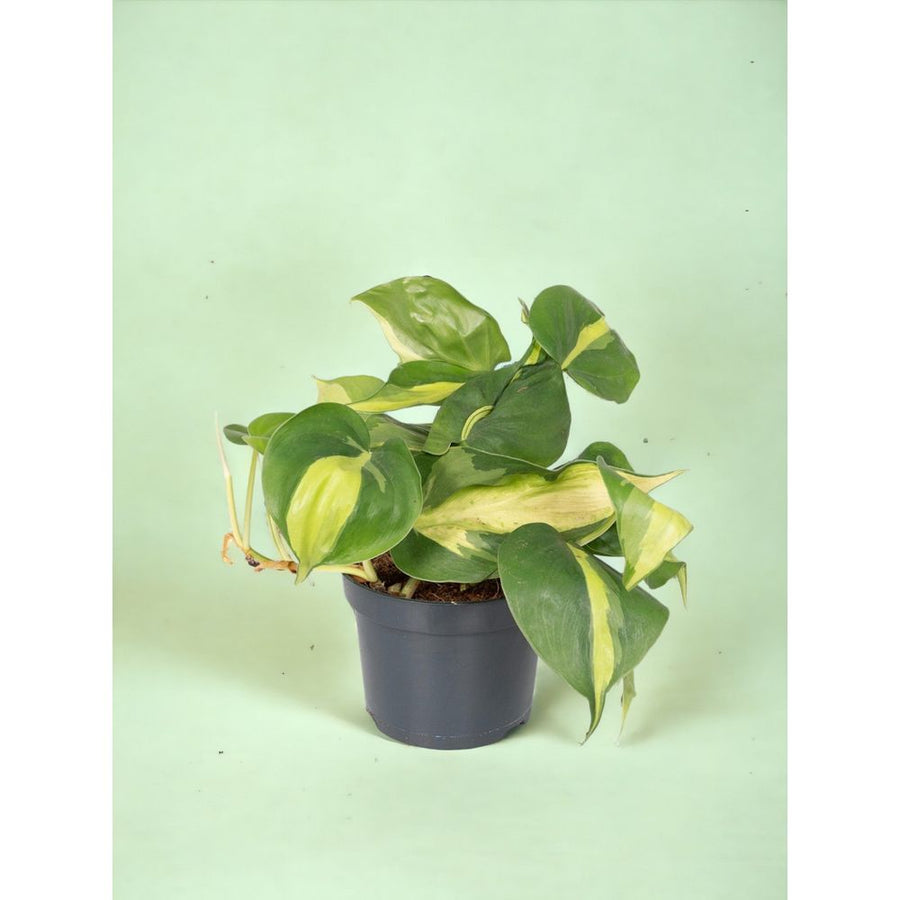 Philodendron Scandens Mica