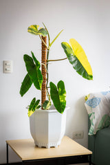 Variegated Philodendron foliage in a white pot in a bright interior; genus/variegation reference only, not the exact Mica Brasil heartleaf cultivar or included pot. Photo: Jardín De Neko / Pexels.