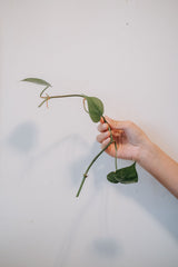 Heartleaf Philodendron green stem and leaves against white; foliage detail only, not the supplied nursery plant. Photo: Sasha Kim / Pexels.