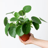 Alternative 12 cm whole-plant view of Pilea peperomioides in nursery grow pot.