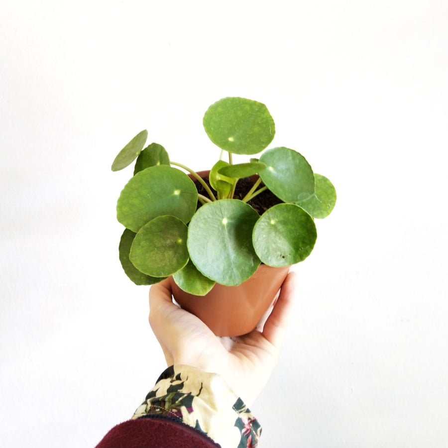 Pilea Peperomioides