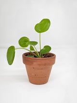 Pilea peperomioides Chinese money plant against white studio background; illustrative pot and selected plant size. Photo: Simone Venturini / Pexels.