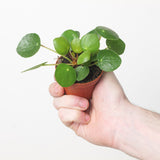 Pilea leaf and stem close-up in a smaller young 6 cm specimen; detail photo, not a listed pot size.