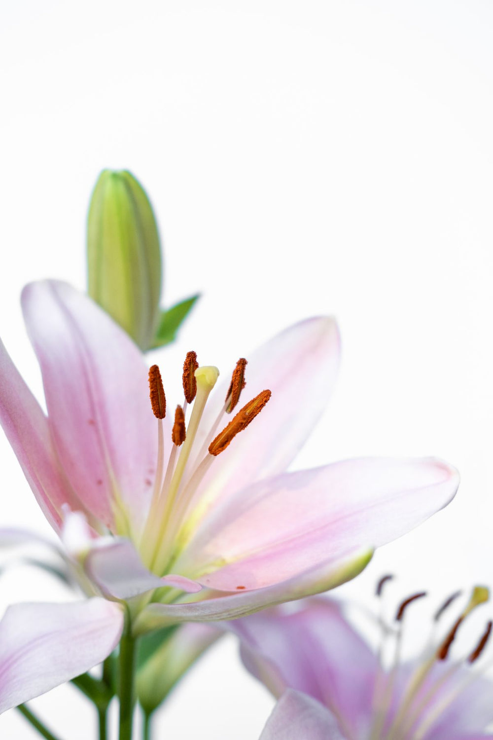 Pink Lily Bouquet