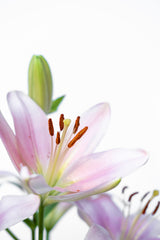 Pink lily flower detail on a white background; botanical close-up, not the exact full bouquet or stem count. Photo: Laura Paredis / Pexels.