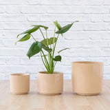 Migo Planter — Blush: migo blush collection; product photographed for reference