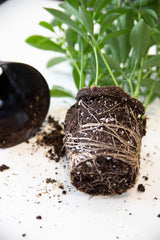 Houseplant root ball and potting soil against a clean white background; soil texture/usage reference only, not the exact packaged 2 L mix. Photo: Prathyusha Mettupalle / Pexels.