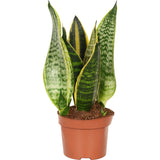 Included item 1 of 3: Sansevieria. Shown separately; purchase includes all stated plants, not only the pictured item.