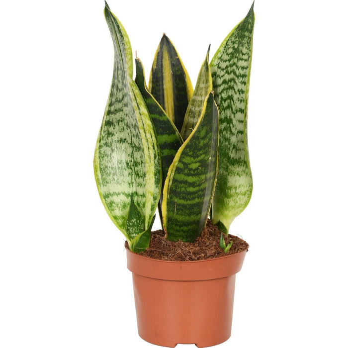 The Beginner Plant Trio