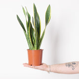 Sansevieria Laurentii yellow-edged foliage view, illustrated in 14 cm grow pot. Luma selected variants are 12 cm and 16.5 cm; this is a leaf-detail reference.