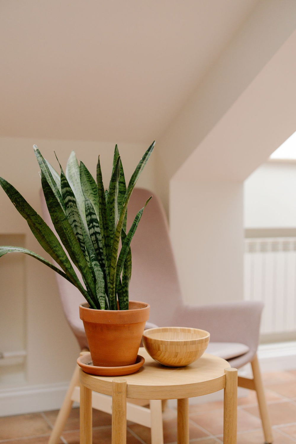 Sansevieria