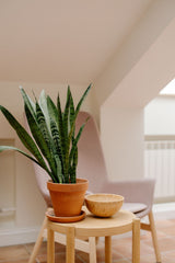 Snake plant (Sansevieria) naturally styled on a wooden table in an indoor setting. Lifestyle reference; actual Luma Garden nursery pot, selected size and leaf pattern may differ. Photo: cottonbro studio / Pexels.