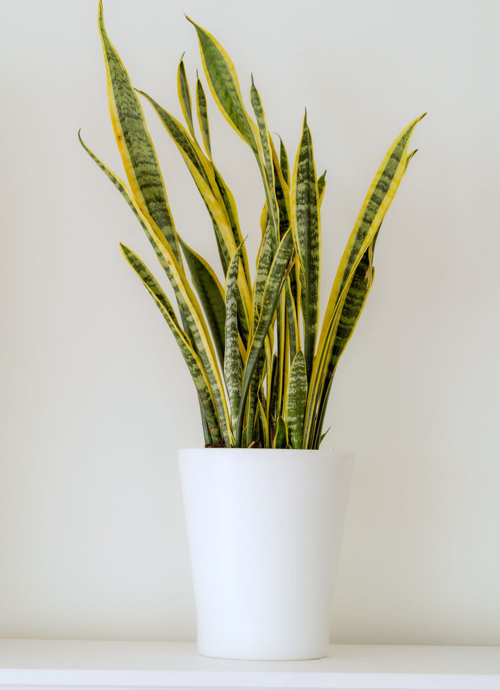 Sansevieria