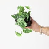 Scindapsus pictus silver-spotted foliage in a 12 cm grow pot; illustrative leaf-detail reference, selected Luma variants are 14 cm and 16 cm hanging basket.