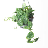 Scindapsus pictus in 14 cm hanging basket showing trailing presentation; illustration for Luma 16 cm hanging-basket form only, dimensions differ.