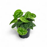 Scindapsus pictus satin pothos with silver-marked green foliage in black nursery pot; representative cultivar. Image is illustrative; exact form and dimensions vary.