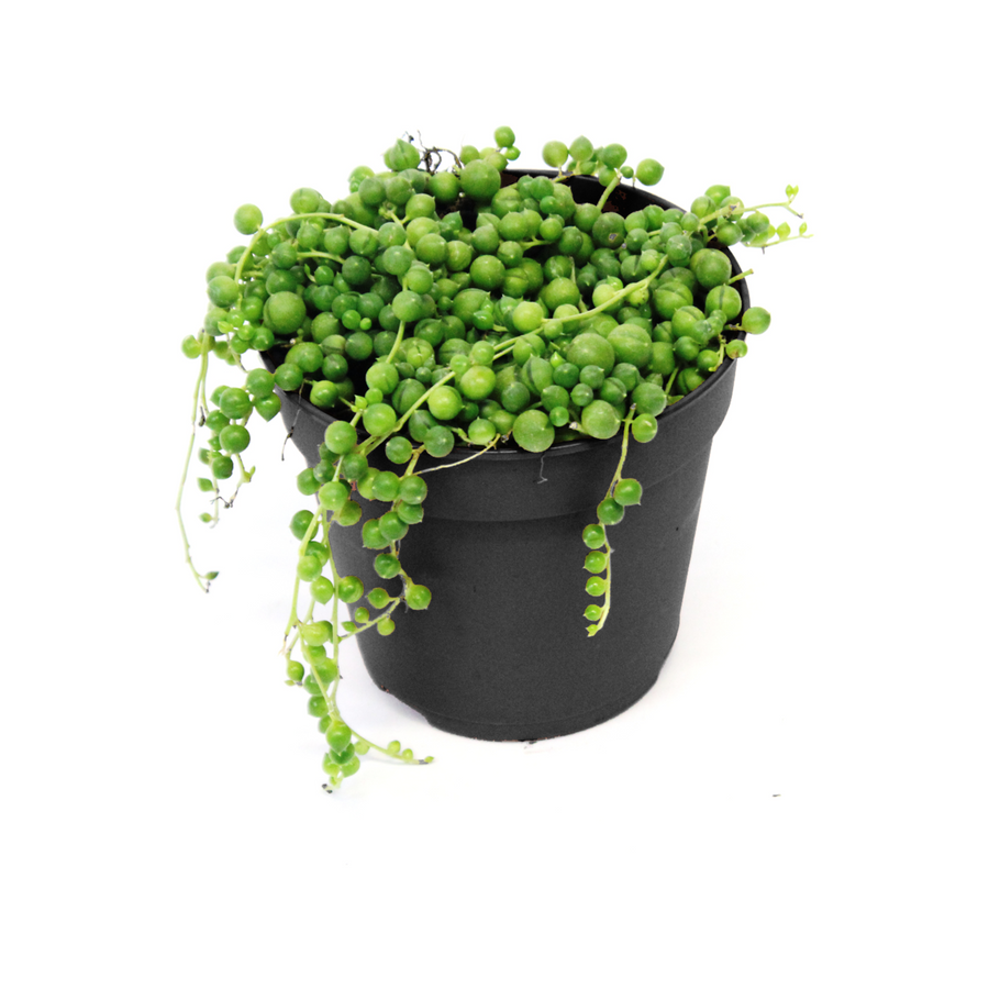 Senecio round
