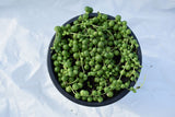 Round-bead foliage of a trailing Senecio/string-of-pearls plant in a black pot against white; illustrative genus reference, exact Luma species unconfirmed. Photo: Tatiana Pasechnik / Pexels.