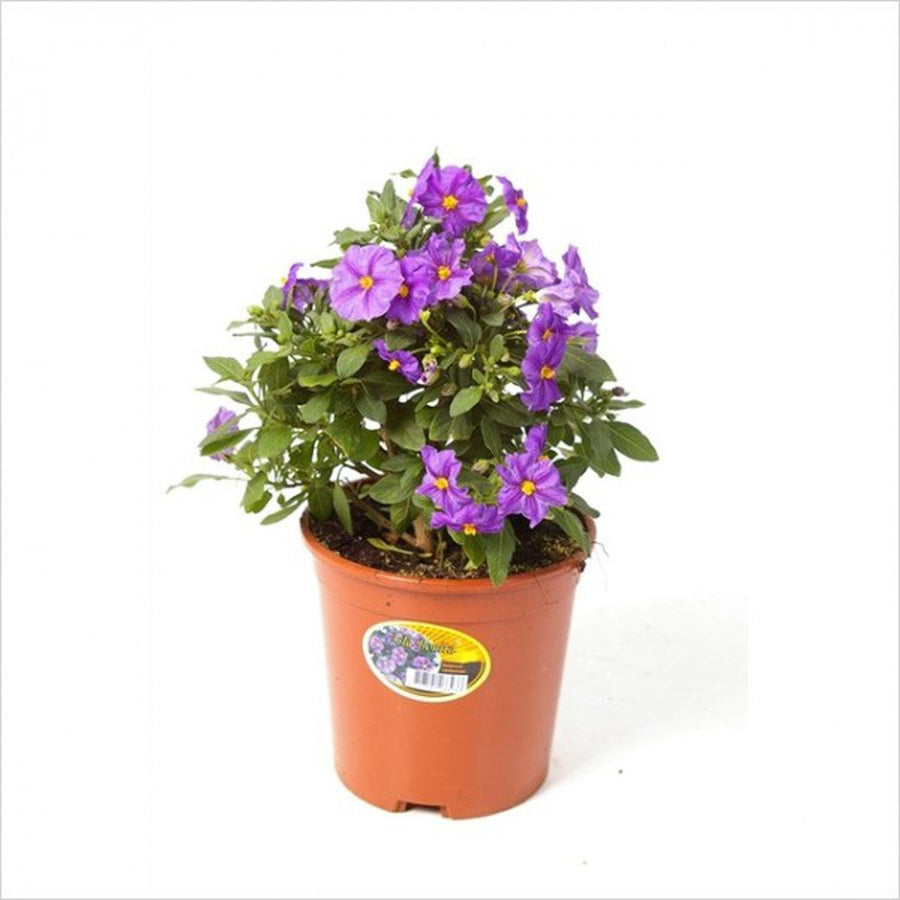 Solanum Purple