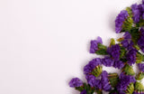 Purple floral petals on a white background; colour-palette reference only, NOT the live purple-flowering Solanum bush or lollipop plant. Photo: Tamanna Rumee / Pexels.