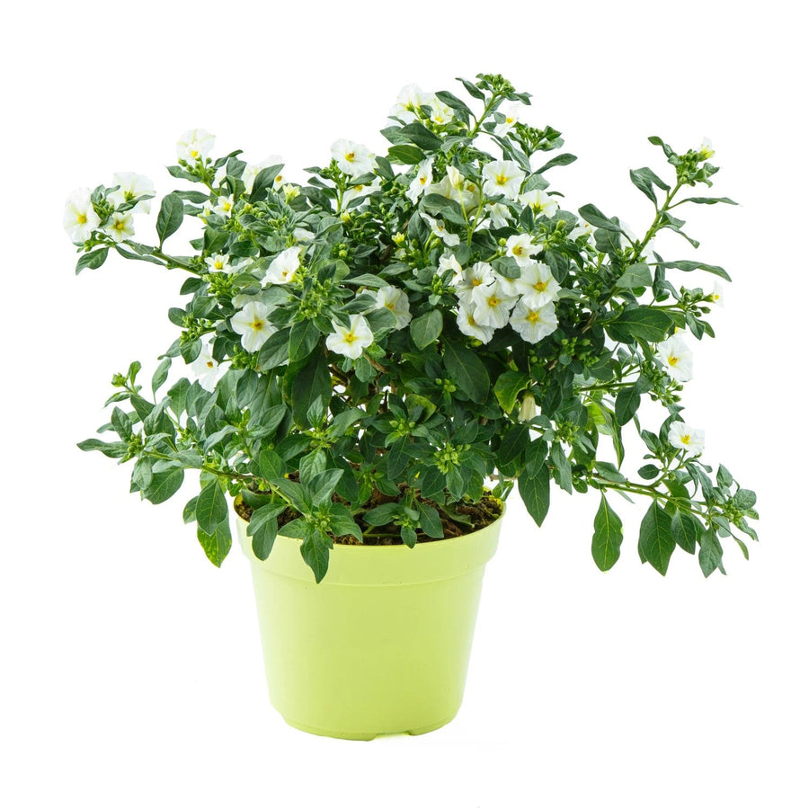 Solanum White