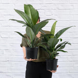 Spathiphyllum Sensation in nursery pot, illustrative of a medium-sized plant. Different selected pot sizes may vary.