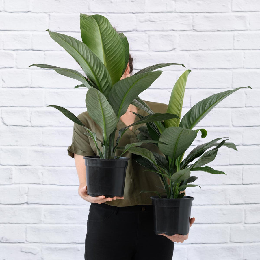 Spathiphyllum Sensation